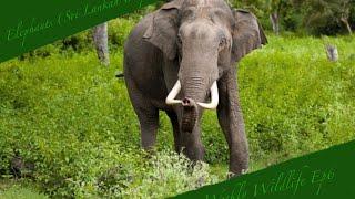 Weekly Wildlife-ElephantsSri Lankan ElephantsEp5