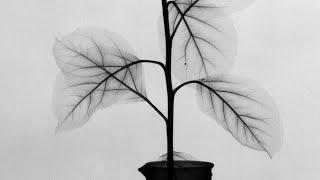 X-ray timelapse of fluid movement in plants stop-motion animation sensor teardownrepair