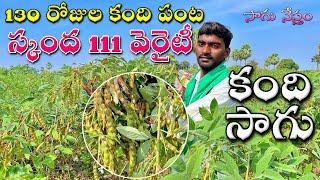 Red Gram Cultivation  అధిక  దిగుబడినిచ్చే వర్షాధార కంది  పంట స్కంద 111 వెరైటీ  Kandi Sagu 