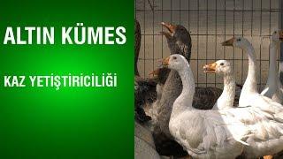 Altın Kümes - BU KAZLARI DAHA ÖNCE NE DUYDUNUZ NE DE GÖRDÜNÜZ️ 🟢DİNAZOR KAZI️ Kaz Yetiştiriciliği