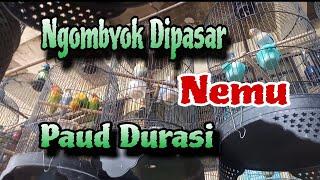 Cara Memilih Lovebird Paud Berdurasi di ombyokan pasar.. Lengkap dengan cara perawatannya..