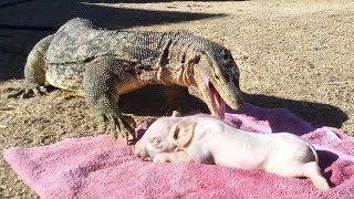 PIG IS DINNER for KOMODO DRAGON-sized Lizard