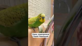 Вечерние беседы  Волнистик Гоша  Говорящий попугай  #parrot #birds #попугай #говорящийпопугай