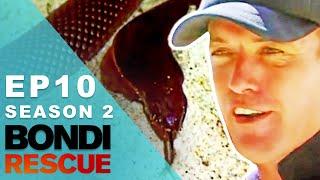 Lifeguards Find A Venomous Snake On The Beach  Bondi Rescue - Season 2 Episode 10 OFFICIAL UPLOAD