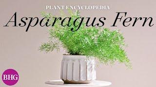 Everything You Need to Know About Asparagus Ferns  Plant Encyclopedia  Better Homes & Gardens