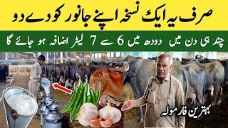 How To Increase 6 to 7 Liter milk of Cows and Buffalos 100% Desi Formula  Dairy Farm Tips