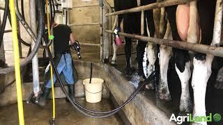 Milking 46 cows through a 6-unit milking parlour in Co. Mayo