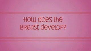 Breast Biologues Ch. 2 How Does the Breast Develop?