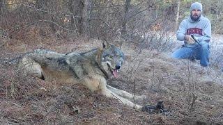 Timber Wolf Release by John Oens 2015 HD