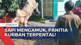 Sapi 300 Kilogram Mengamuk Panitia Kurban di Surabaya Terpental