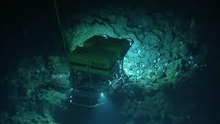 Octopus Wonderland Return to the Davidson Seamount  Nautilus Live