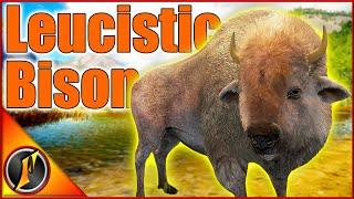 Our First Rare TruRACS Plains Bison  Hunting European & Plains Bison