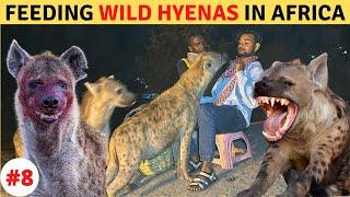 Feeding Wild Hyena in AFRICA