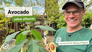Avocado-Pflanze selber ziehen Inkl. Pflegetipps zu Erde Düngung Standort Schnitt  gardify Tipps
