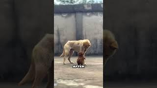 This man rescued a puppy that was abandoned on the roadside