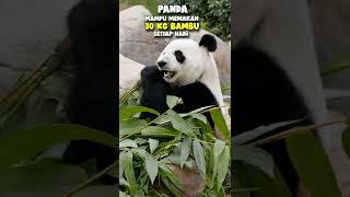 Panda Lagi Makan Bambu Si Beruang Hitam Putih #hewan #panda #unik