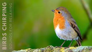 Beautiful Birds Singing in Forest - Relaxing Bird Sounds Instant Relief from Stress and Anxiety