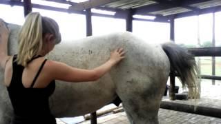 Horse Massage #1.3