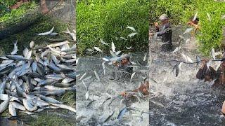 Panen 3 Ton Ikan Bandeng  Harvest of milk fish