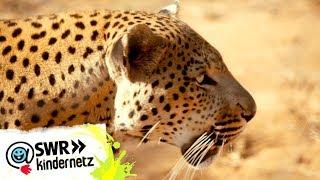 Leopard Ein wilder Passagier  OLI´s Wilde Welt  SWR Kindernetz
