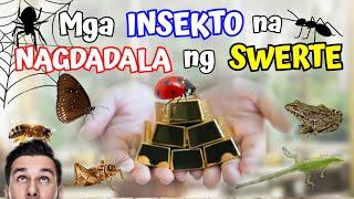 MGA INSEKTO NA NAGDADALA NG SWERTE KAYA HUWAG BASTA MAGPATAY NG MGA INSEKTO PARA DI MALASIN