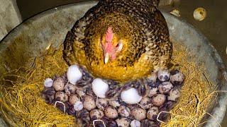 Hen Harvesting Eggs to Quail Chicks  Hen Hatching Quail Eggs By Chicken Mama