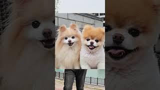 En Detaylı Pomeranian Videosu.Pomeranian nasıl bir köpek?#pomeranian #pomeranianpuppy #shorts #short