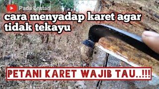 Cara menyadap karet agar tidak tekayu