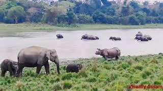 Kaziranga National Park ️  Elephants Rhinoceros spotted together