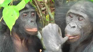 TRUE BONOBO LOVE