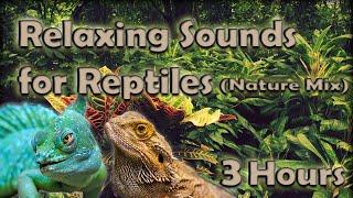 Relaxing Sounds for Reptiles 3 HOURS Soothing Nature Mix