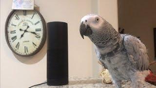 Smartest most conversational parrot ever. Petra the home automation expert african grey