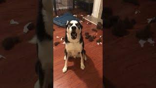 Husky Talks Back to His Parents  ViralHog