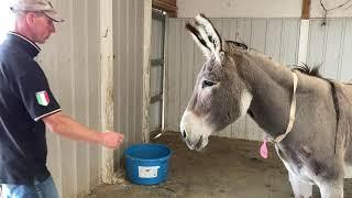 Scared Donkey Learns The Importance Of Trust