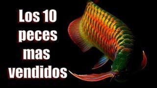 Los 10 peces de agua dulce mas vendidos del mundo