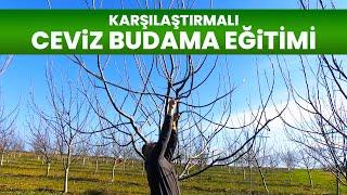 Comparative Walnut Pruning Training 2024