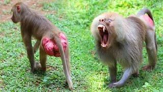 BABOON Got angry   ANIMAL LIFE