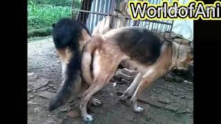 German shepherd dogs mating