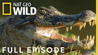 Jaguar vs. Croc  Full Episode