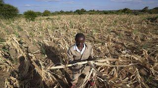 Severe drought and famine in southern Africa leaves some 20 million facing hunger