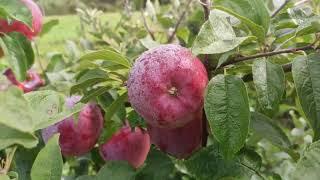 Вильямс Прайд знаменитый сорт на севере Беларуси. Williams Pride apple.