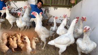 White Shamo Breeder FemaleOr  un k Chicks The World Biggest King Shamo Farm Hsn Entertainment