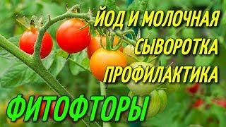 ЙОД И МОЛОЧНАЯ СЫВОРОТКА ОТ ФИТОФТОРЫ.