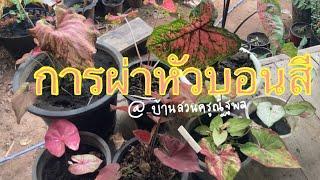 ขยายพันธุ์บอนสี ผ่าหัวบอนสี ขยายพันธุ์แบบรวดเร็ว