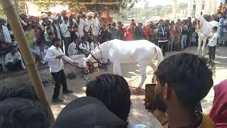 beautiful horse dancing video घोड़ी का गजब डांस 