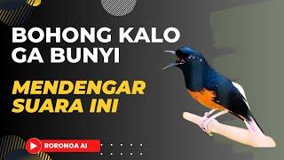 Pancingan Murai Batu Agar Bunyi Ngeplong 9999% Bongkar Isian