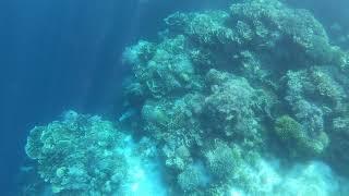 Balicasag Snorkeling 5