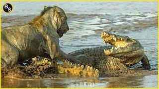 The Greatest Battle In The Animal Kingdom  Lion VS Crocodile