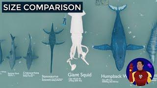 Sea Creatures Size Comparison - 2.5D Animation