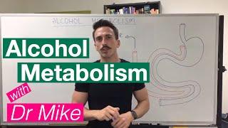 Alcohol Metabolism